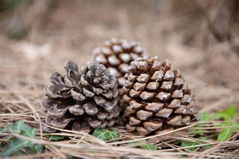 Recoger piñas para la chimenea: un agradable paseo por el bosque